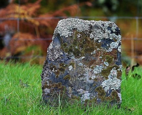 More lichens and mosses on historic gravestone, Inverlussa  Inverlussa,Isle of Jura,Scotland