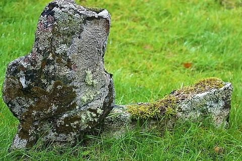Mixed lichens and mosses on historic gravestone Inverlussa As yet unidentified lichens Inverlussa,Isle of Jura,Scotland