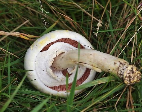 Yellow-Staining Mushroom In Home Park, near Hampton Court Agaricus xanthodermus,Hampton Court,Home Park,Yellow-staining mushroom