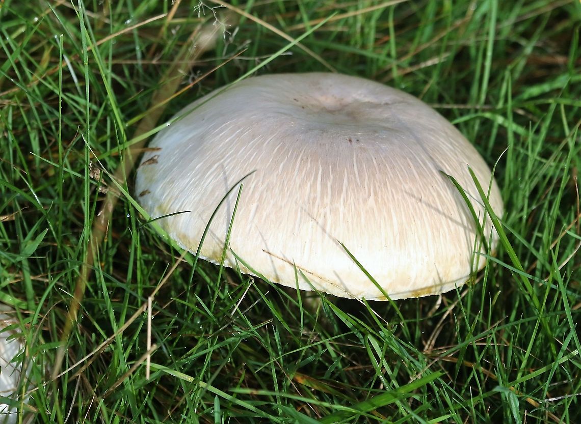 Yellow-staining Mushroom I have once eaten this mushroom, not pleasant.  This in Home Park, Richmond. Agaricus xanthodermus,Hampton Court,Home Park,Yellow-staining mushroom