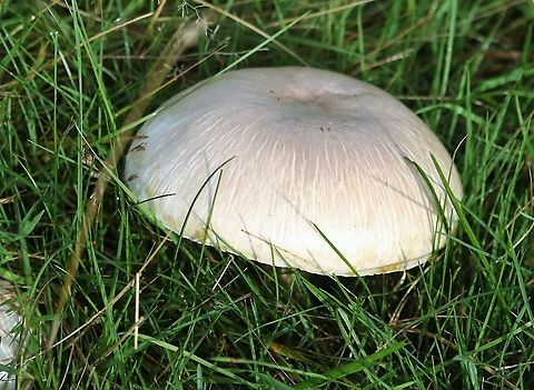 Yellow-staining Mushroom I have once eaten this mushroom, not pleasant.  This in Home Park, Richmond. Agaricus xanthodermus,Hampton Court,Home Park,Yellow-staining mushroom