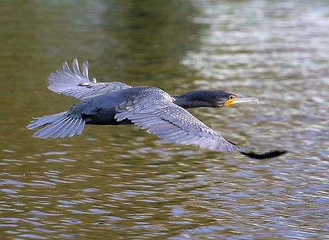 Cormorant, Home Park On the Long Water, Home Park, Hampton Court Great Cormorant,Hampton Court,Home Park,Long Water,Phalacrocorax carbo