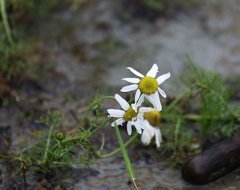 Sea Mayweed This plant also known as scentless false chamomile with synonym Matricaria maritima. Isle of Jura,Matricaria maritimum,Scentless false chamomile,Scotland,Sea Mayweed,Tripleorospermum maritimum,Tripleurospermum maritimum
