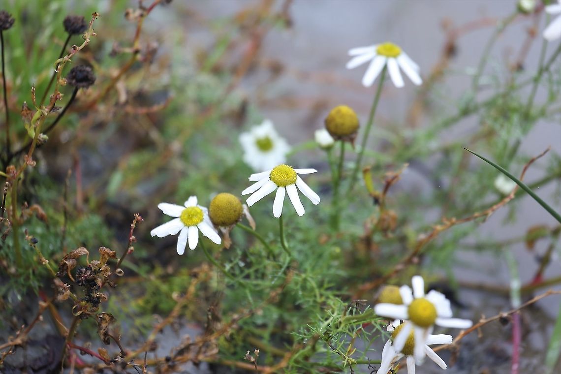 Sea Mayweed Just above the shingle line on a Jura beach. Isle of Jura,Matricaria maritimum,Scentless false chamomile,Scotland,Sea Mayweed,Tripleorospermum maritimum,Tripleurospermum maritimum