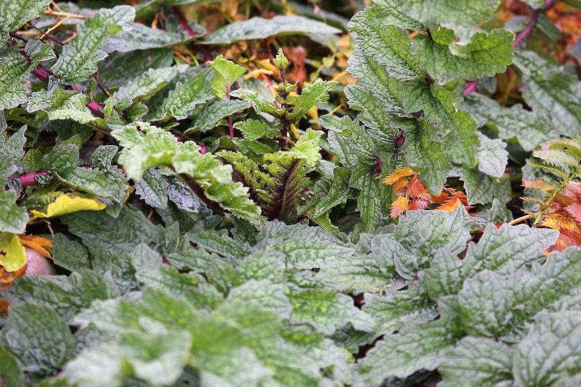 Sea Radish - Raphanus raphanistrum subsp. maritimus Close-up of the rosette of this biennial Isle of Jura,Jointed charlock,Raphanus raphanistrum,Raphanus raphanistrum subsp. maritimus,Scotland,Sea Radish