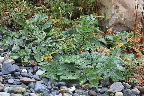 Sea Radish - Raphanus raphanistrum subsp. maritimus As I understand it, this is not Raphanus raphanistrum but subsp. maritimus, which I also understand is a specie.

See https://www.ispotnature.org/communities/uk-and-ireland/species-dictionary/NHMSYS0000462282/raphanus-raphanistrum-subsp-maritimus

https://www.brc.ac.uk/plantatlas/plant/raphanus-raphanistrum-subsp-maritimus

https://botsocscot.wordpress.com/2021/07/25/plant-of-the-week-26th-july-2021-sea-radish-r-raphanistrum-ssp-maritimus/

https://species.nbnatlas.org/species/NHMSYS0000462282

http://www.wildflowersofireland.net/plant_detail.php?id_flower=333 Isle of Jura,Jointed charlock,Raphanus raphanistrum,Raphanus raphanistrum subsp. maritimus,Scotland,Sea radish