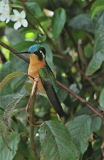 Grey-tailed Mountain Gem - Female Female of this beautiful Hummingbird Costa Rica,Grey-tailed mountaingem,Lampornis cinereicauda,Parque Nacional Los Quetzales,San Gerardo de Dota