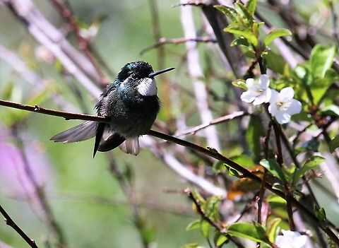 Grey-tailed Mountain Gem - Male Previously thought to be a sub-species of the Blue-tailed Mountaingem (L. castaneoventris).  Caught with the female. Costa Rica,Grey-tailed Mountain Gem,Lampornis cinereicauda,Parque Nacional Los Quetzales,San Gerardo de Dota