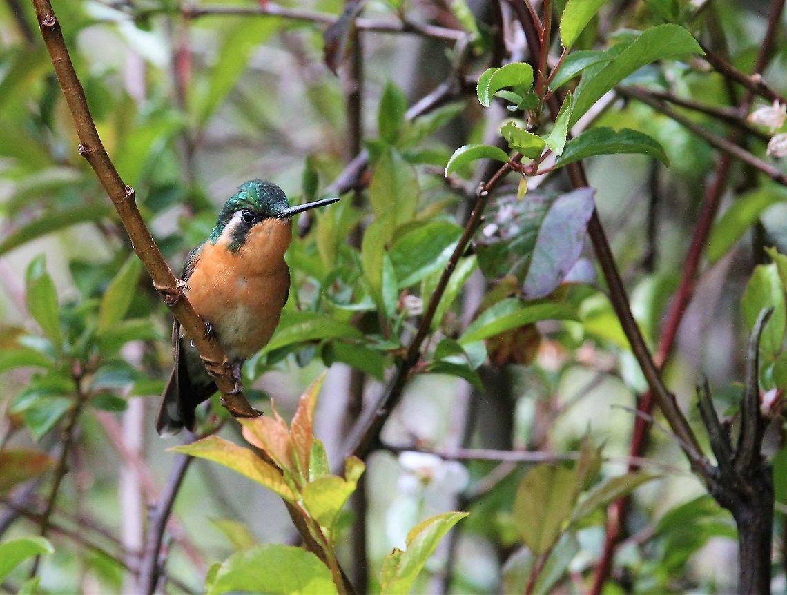 Grey-tailed Mountain Gem - Female Another shot of this female Costa Rica,Grey-tailed mountaingem,Lampornis cinereicauda,Parque Nacional Los Quetzales,San Gerardo de Dota