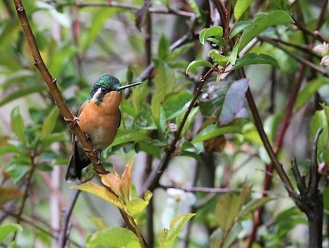 Grey-tailed Mountain Gem - Female Another shot of this female Costa Rica,Grey-tailed mountaingem,Lampornis cinereicauda,Parque Nacional Los Quetzales,San Gerardo de Dota