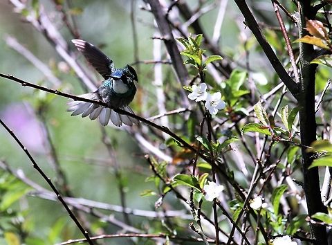 Male Grey-tailed Mountain Gem Demonstrating its feisty nature Costa Rica,Grey-tailed Mountain Gem,Lampornis cinereicauda,Parque Nacional Los Quetzales,San Gerardo de Dota