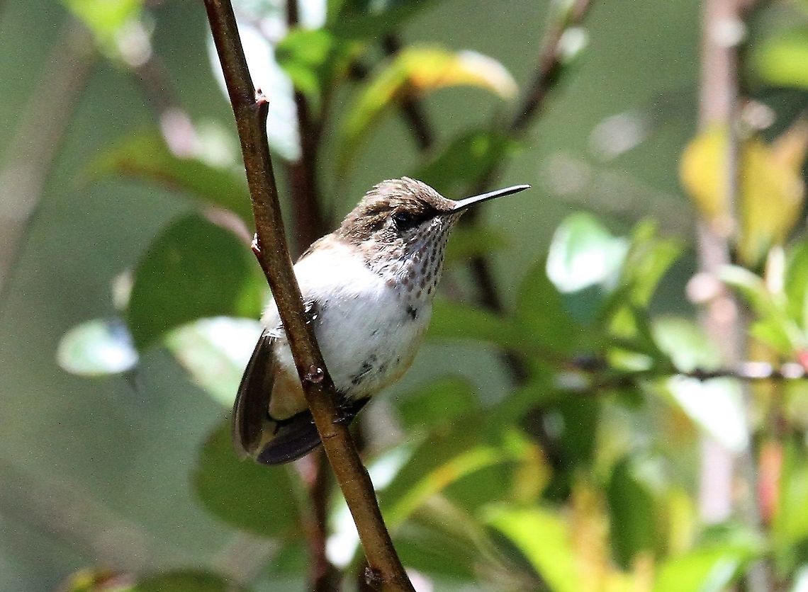 Volcano Hummingbird - Female This is the Selasphorus flammula torridus, the sub-species from the Talamanca range as opposed to those from the Poas-Barva range or those from the Iraz&uacute;-Turrialba area Costa Rica,Parque Nacional Los Quetzales,San Gerardo de Dota,Selasphorus flammula,Talamanca hummingbird,Volcano hummingbird