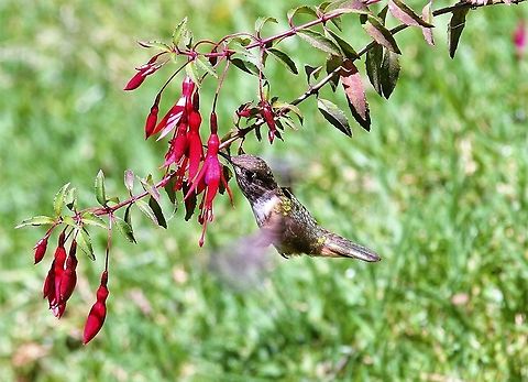 Volcano Hummingbird in flight - Talamanca Range Feeding on fucshia. Parque Nacional Los Quetzales,San Gerardo de Dota,Selasphorus flammula,Talamanca hummingbird,Volcano hummingbird