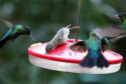 Slaty Flowerpiercer with Fiery-throated Hummingbirds Sneaking the sugary mix! Diglossa plumbea,Fiery-throated hummingbird,Panterpe insignis,Parque Nacional Los Quetzales,San Gerardo de Dota,Slaty flowerpiercer