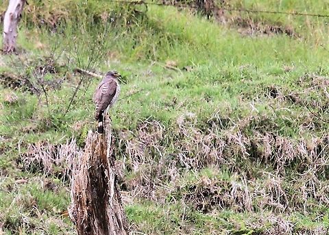 Broad-winged Hawk An ambush predator, here on tree stump overlooking areas of open montane forest at approximately 2,200 metres Broad-winged hawk,Buteo platypterus,Estancia La Bravera,Venezuela