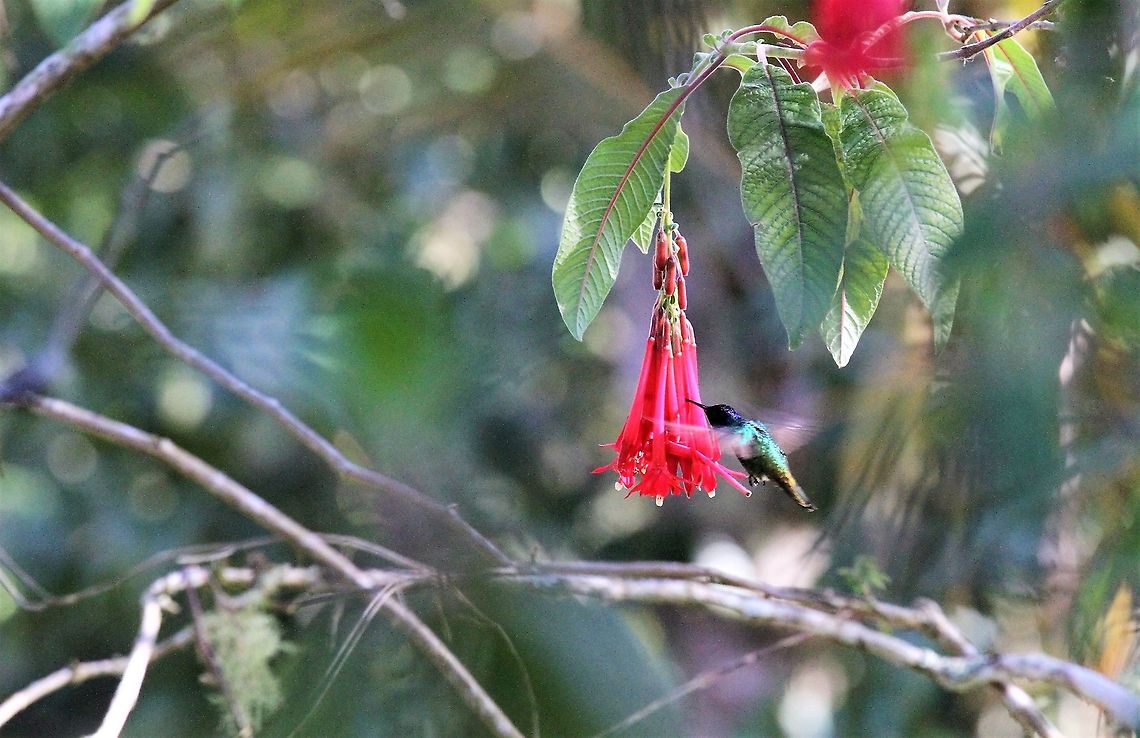 Golden-tailed Sapphire stealing from fuschia This Sapphire stealing from the fuschia, like a flowerpiercer Chrysuronia oenone,Estancia La Bravera,Golden-tailed sapphire,Merida