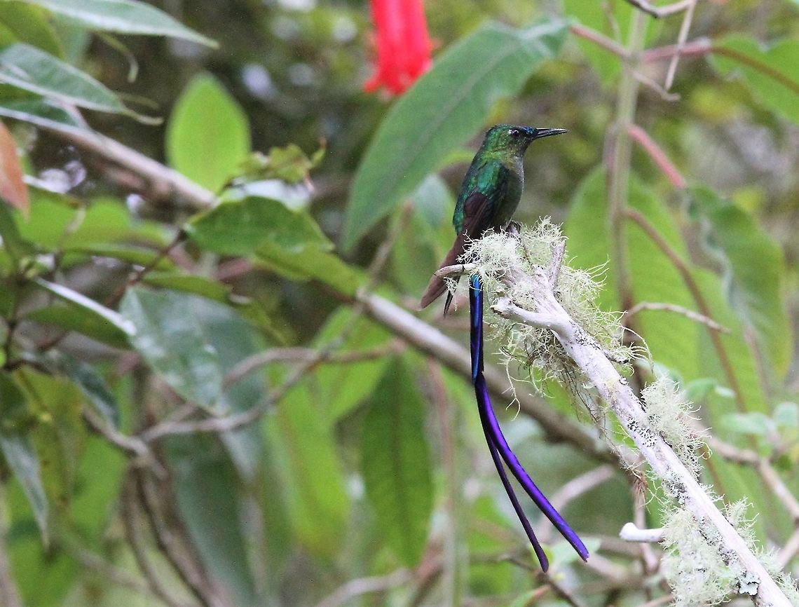 Long-tailed Sylph Unfortunately no sun!! Aglaiocercus kingii,Estancia La Bravera,Long-tailed sylph,Merida