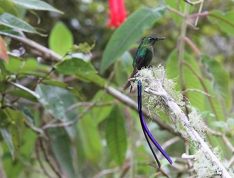 Long-tailed Sylph Unfortunately no sun!! Aglaiocercus kingii,Estancia La Bravera,Long-tailed sylph,Merida