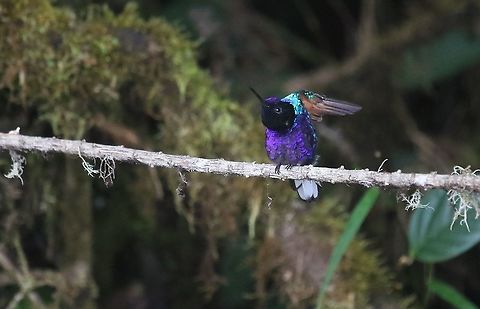 Velvet-purple Coronet Explosion of colour from a little dark bird. Boissonneaua jardini,Cerro Montezuma,Tatama National Park,Velvet-purple coronet