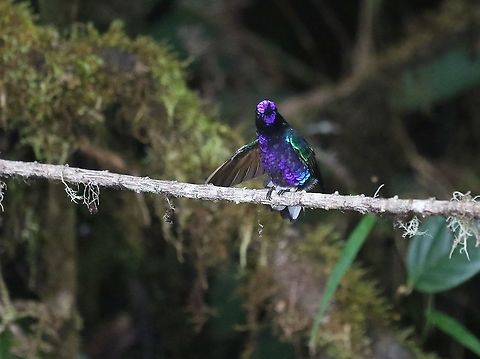 Velvet-purple Coronet, Montezuma Rainforest Lodge From darkness came light Boissonneaua jardini,Cerro Montezuma,Risaralda,Tatama National Park,Velvet-purple coronet