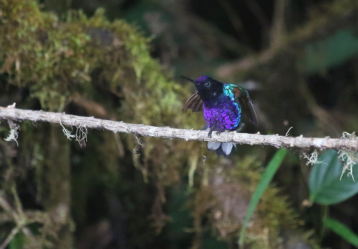 Velvet-purple Coronet, Cerro Montezuma Explosion of colour Boissonneaua jardini,Cerro Montezuma,Risaralda,Tatama National Park,Velvet-purple coronet