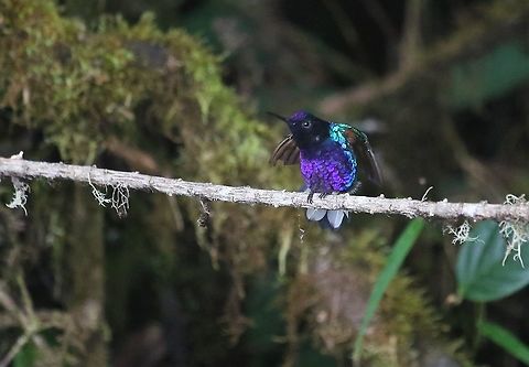 Velvet-purple Coronet, Cerro Montezuma Explosion of colour Boissonneaua jardini,Cerro Montezuma,Risaralda,Tatama National Park,Velvet-purple coronet