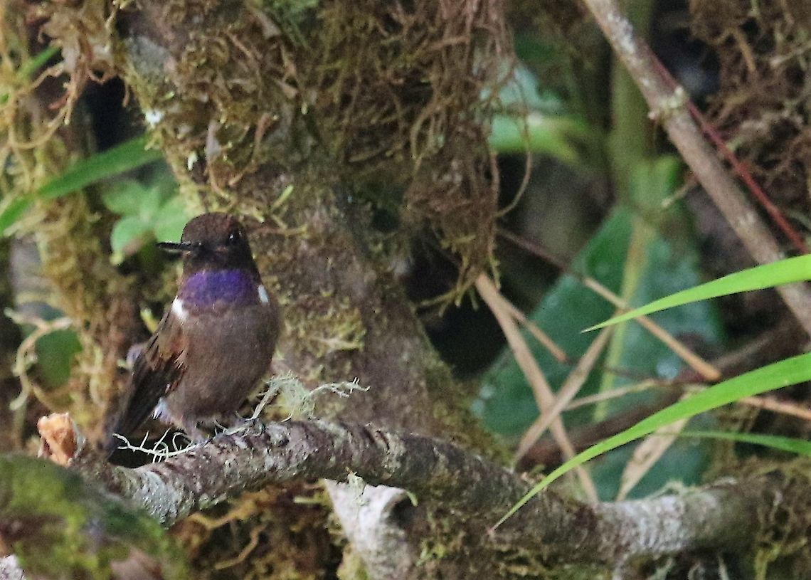 Brown Inca, Cerro Montezuma Hiding away in the cloud forest!<br />
 Brown Inca,Cerro Montezuma,Coeligena wilsoni,Tatama National Park