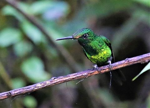 Green-crowned Brilliant - juvenile male In the Cloud forest. Cerro Montezuma,Green-crowned brilliant,Heliodoxa jacula,Tatama National Park
