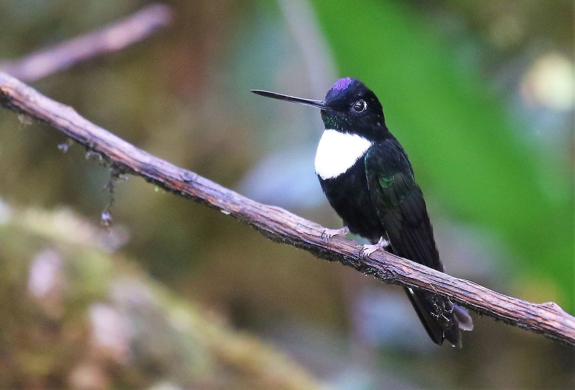 Collared Inca  Cerro Montezuma,Coeligena torquata,Collared inca,Tatama National Park