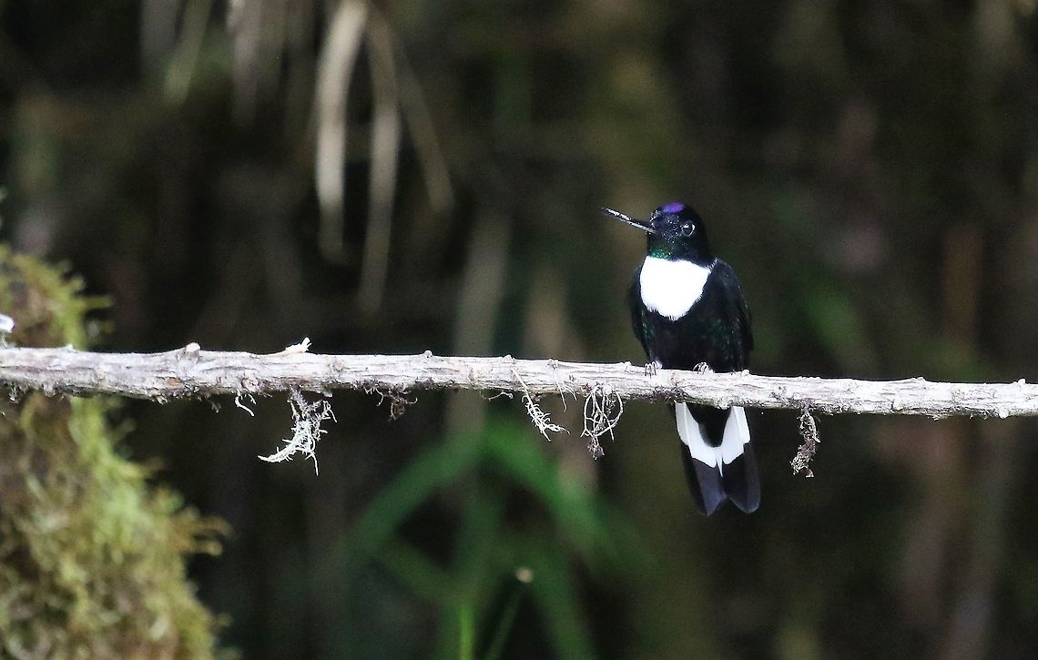 Collared Inca In the cloud forest, fairly commonly seen. Cerro Montezuma,Coeligena torquata,Collared inca,Tatama National Park