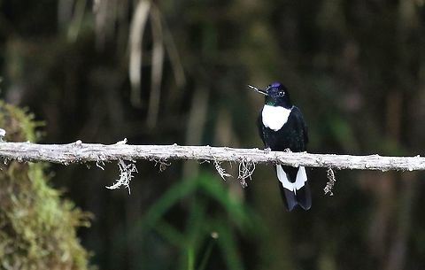 Collared Inca In the cloud forest, fairly commonly seen. Cerro Montezuma,Coeligena torquata,Collared inca,Tatama National Park