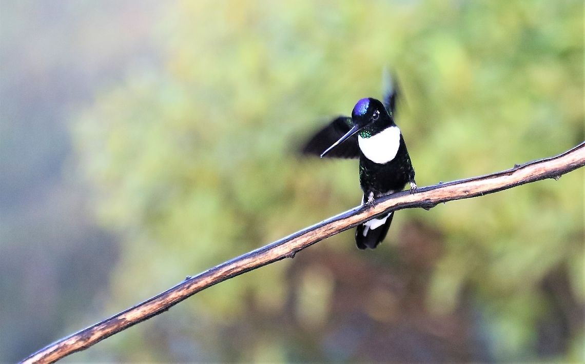 Collared Inca These like most are feisty hummingbirds Cerro Montezuma,Coeligena torquata,Collared inca,Tatama National Park
