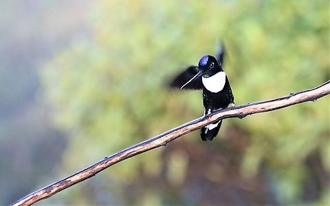 Collared Inca These like most are feisty hummingbirds Cerro Montezuma,Coeligena torquata,Collared inca,Tatama National Park