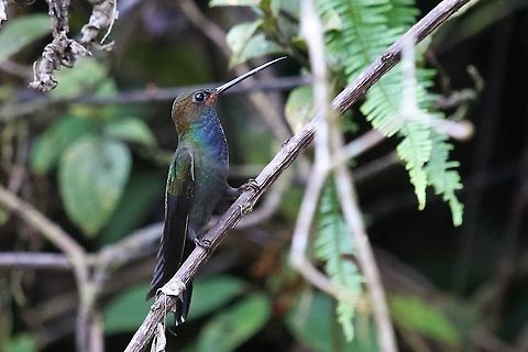 Rufous-gaped hillstar  Rufous-gaped hillstar,Urochroa bougueri