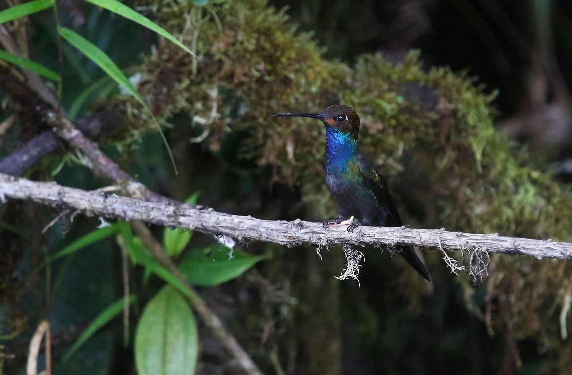 Rufous-gaped Hillstar Seen down the mountain trail. Cerro Montezuma,Rufous-gaped hillstar,Tatama National Park,Urochroa bougueri