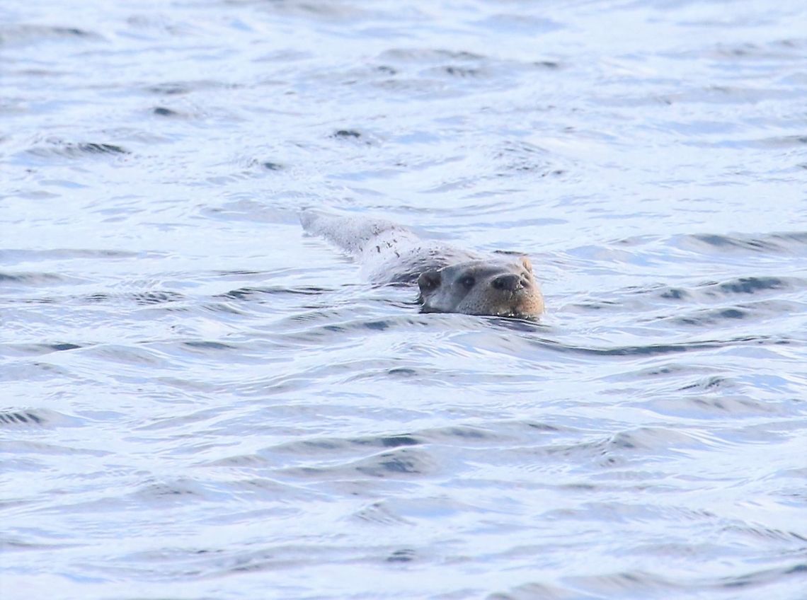 Otter in the sea Swimming close to the coast at Craighouse. European otter,Isle of Jura,Lutra lutra,Scotland