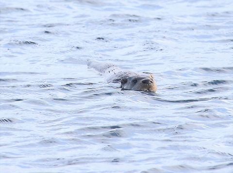 Otter in the sea Swimming close to the coast at Craighouse. European otter,Isle of Jura,Lutra lutra,Scotland