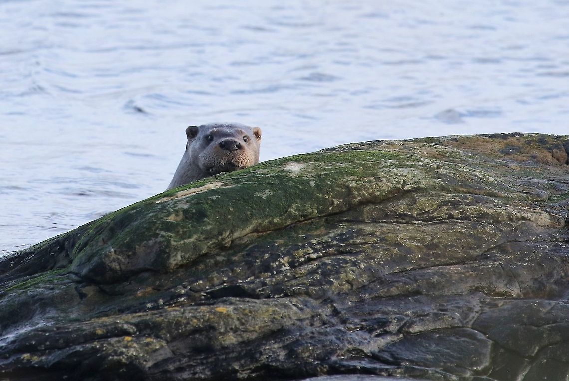 Otter watching you Otter watching from the edge of the sea.  Otters that live in fresh water in the UK are generally noctural.  However around the coast they are active during both the day and the night. European otter,Isle of Jura,Lutra lutra,Scotland