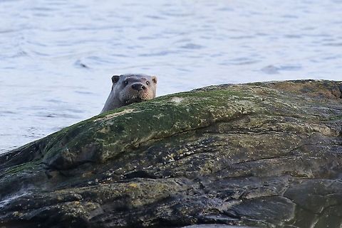 Otter watching you Otter watching from the edge of the sea.  Otters that live in fresh water in the UK are generally noctural.  However around the coast they are active during both the day and the night. European otter,Isle of Jura,Lutra lutra,Scotland