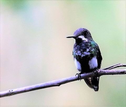 Green Thorntail At Montezuma Rainforest Ecolodge. Cerro Montezuma,Discosura conversii,Green thorntail,Tatama National Park