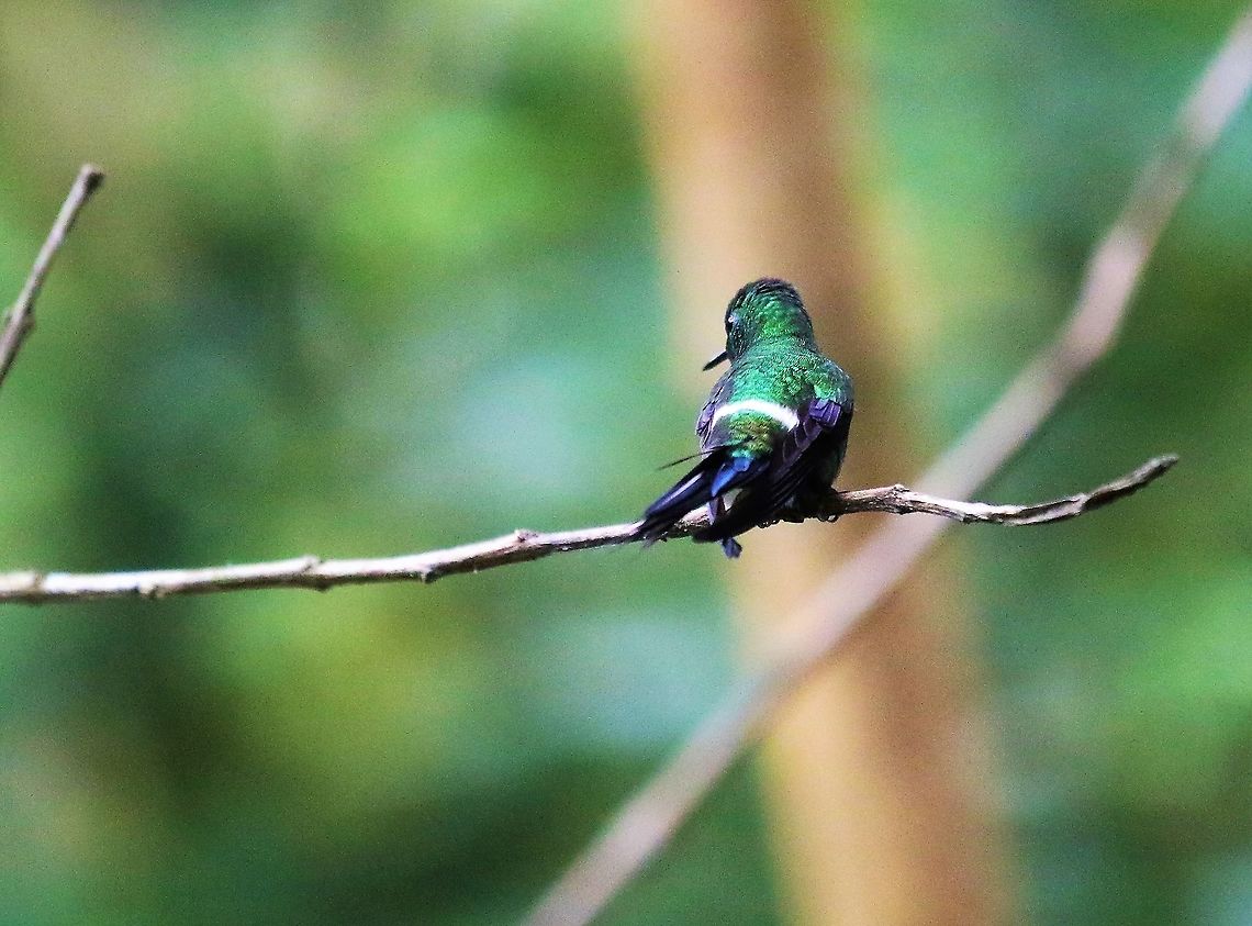 Male Green Thorntail At Montezuma Rainforest Ecolodge where Michelle Tapasco and family will look after you.  hey certainly looked after us! Cerro Montezuma,Discosura conversii,Green thorntail,Tatama National Park