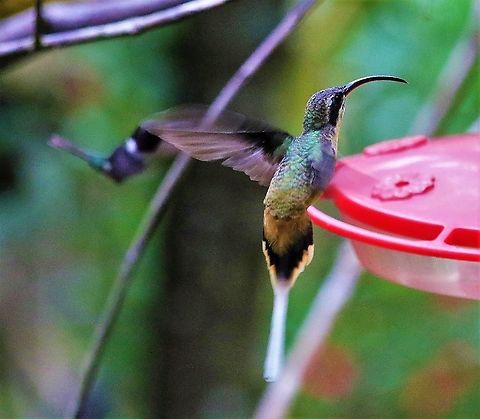 Tawny-bellied Hermit At the wonderful Montezuma Rainforest Lodge! Cerro Montezuma,Phaethornis syrmatophorus,Tatama National Park,Tawny-bellied hermit