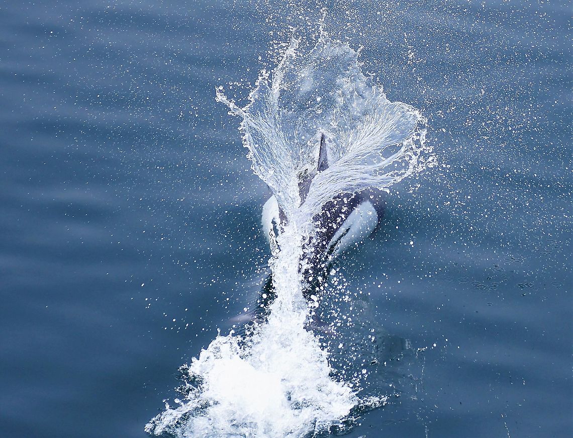 Dall's Porpoise, porpoising Found another Dall&#039;s porpoise, amazing speed, we were en route to Seward - Magical place! Alaska,Dalls porpoise,Phocoenoides dalli,Resurrection Bay,Seward