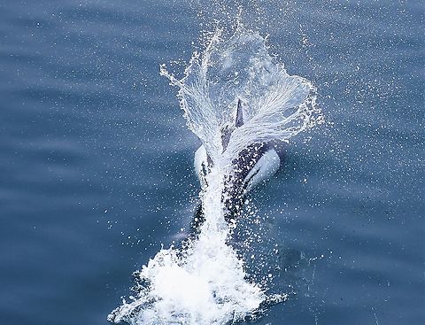 Dall's Porpoise, porpoising Found another Dall's porpoise, amazing speed, we were en route to Seward - Magical place! Alaska,Dalls porpoise,Phocoenoides dalli,Resurrection Bay,Seward