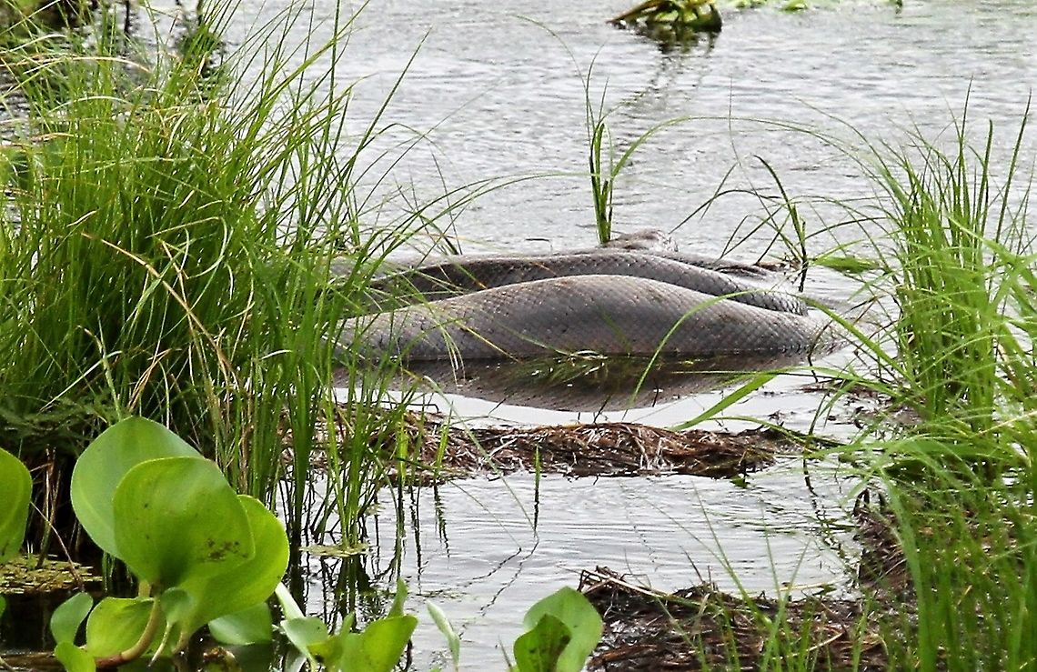 Green Anaconda As 1st seen. Eunectes murinus,Green Anaconda,Hato El Cedral,Los Llanos