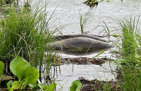 Green Anaconda As 1st seen. Eunectes murinus,Green Anaconda,Hato El Cedral,Los Llanos