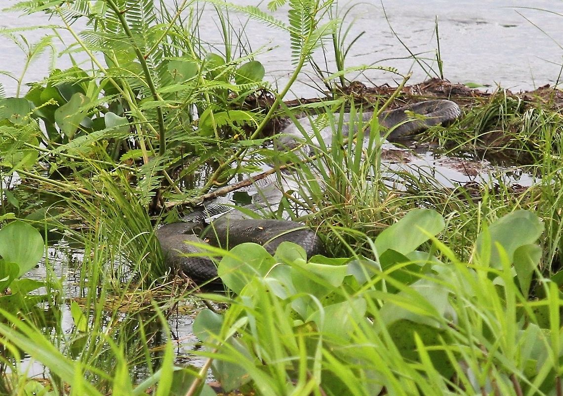 Green Anaconda - 6 metres plus Amazing creature in one of the lagoons estimated at over 6 metres by the Llaneros who were accompanying us. Eunectes murinus,Green Anaconda,Hato El Cedral,Los Llanos