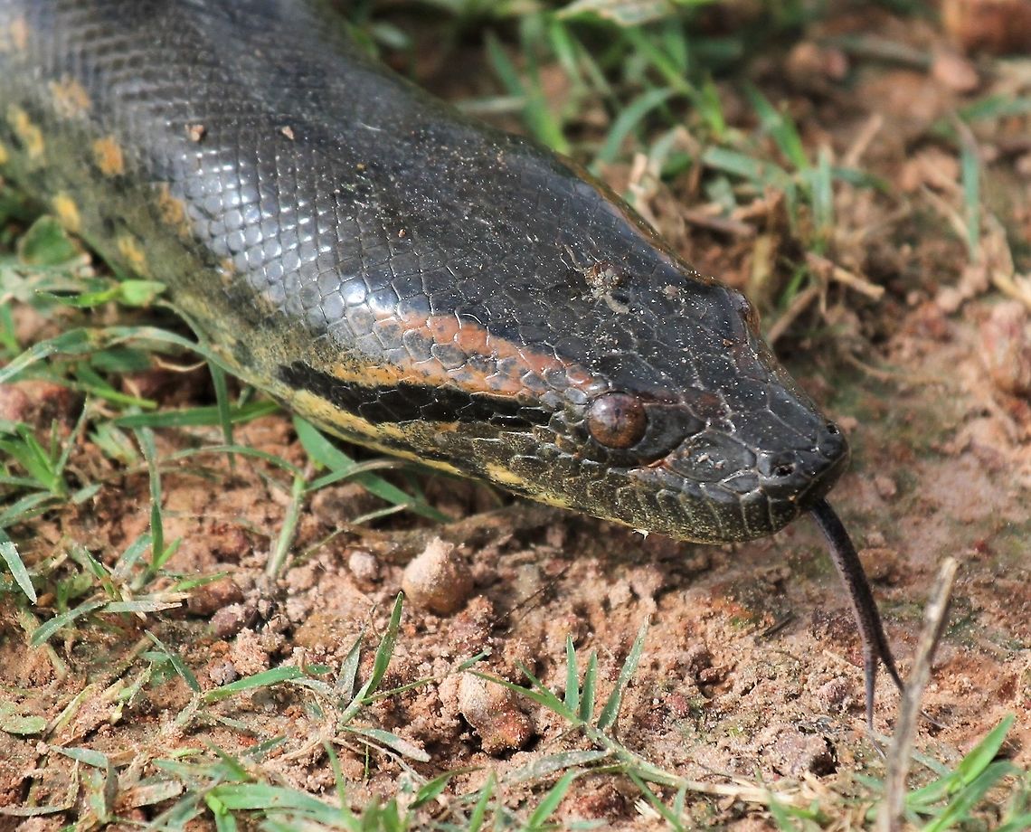 Green Anaconda This was a 4 metre specimen that we came upon, which was useful as later we saw one at distance that was 6 metres plus Eunectes murinus,Green Anaconda,Hato El Cedral,Los Llanos
