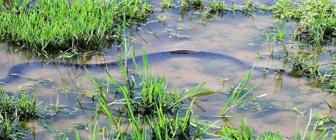 Green Anaconda swimming 4 metre specimen swimming spotted from a truck. Eunectes murinus,Green Anaconda,Hato El Cedral,Los Llanos