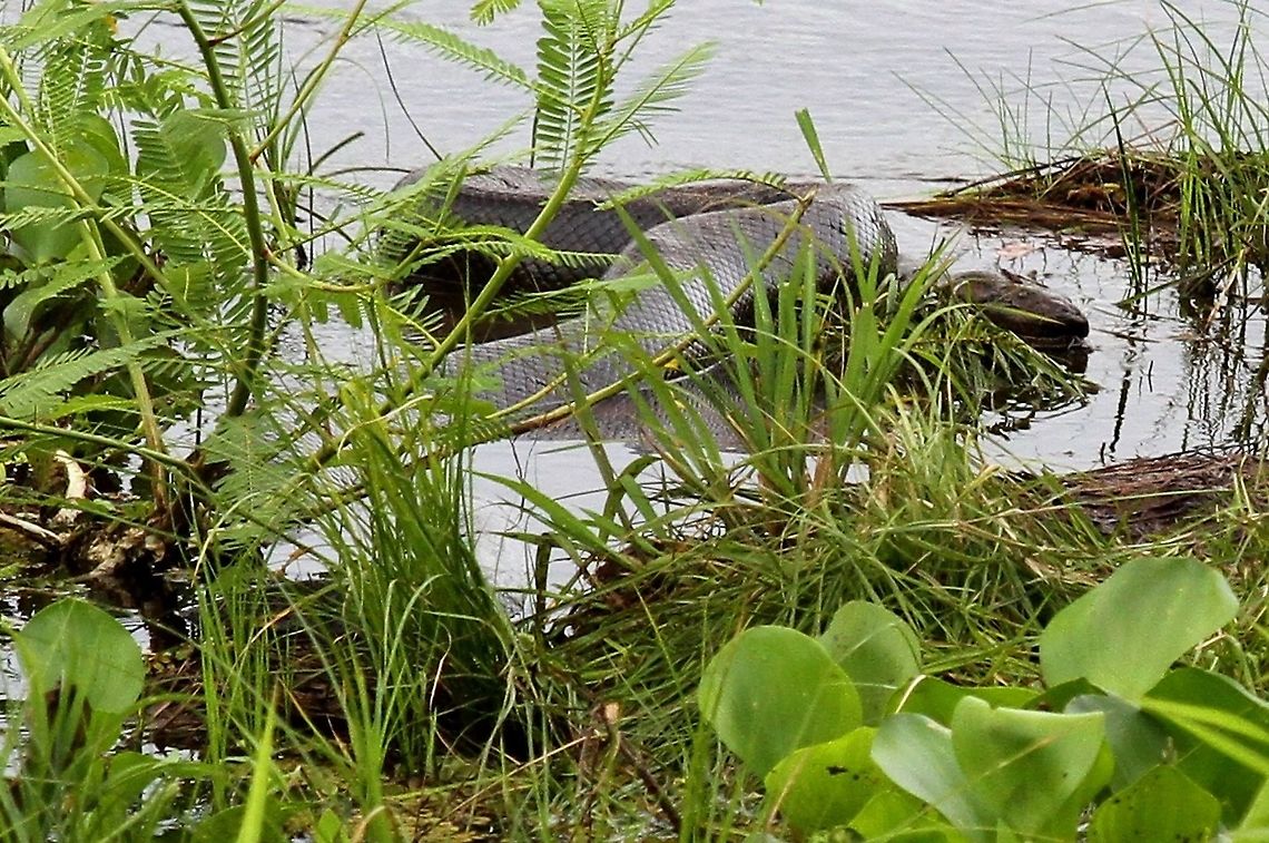 Green Ananconda - 6 metres plus We were about 60 metres from this wonderful snake and watched it for 15-20 minutes Eunectes murinus,Green Anaconda,Hato El Cedral,Los Llanos